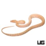 Baby Albino Darwin's Carpet Python For Sale - Underground Reptiles