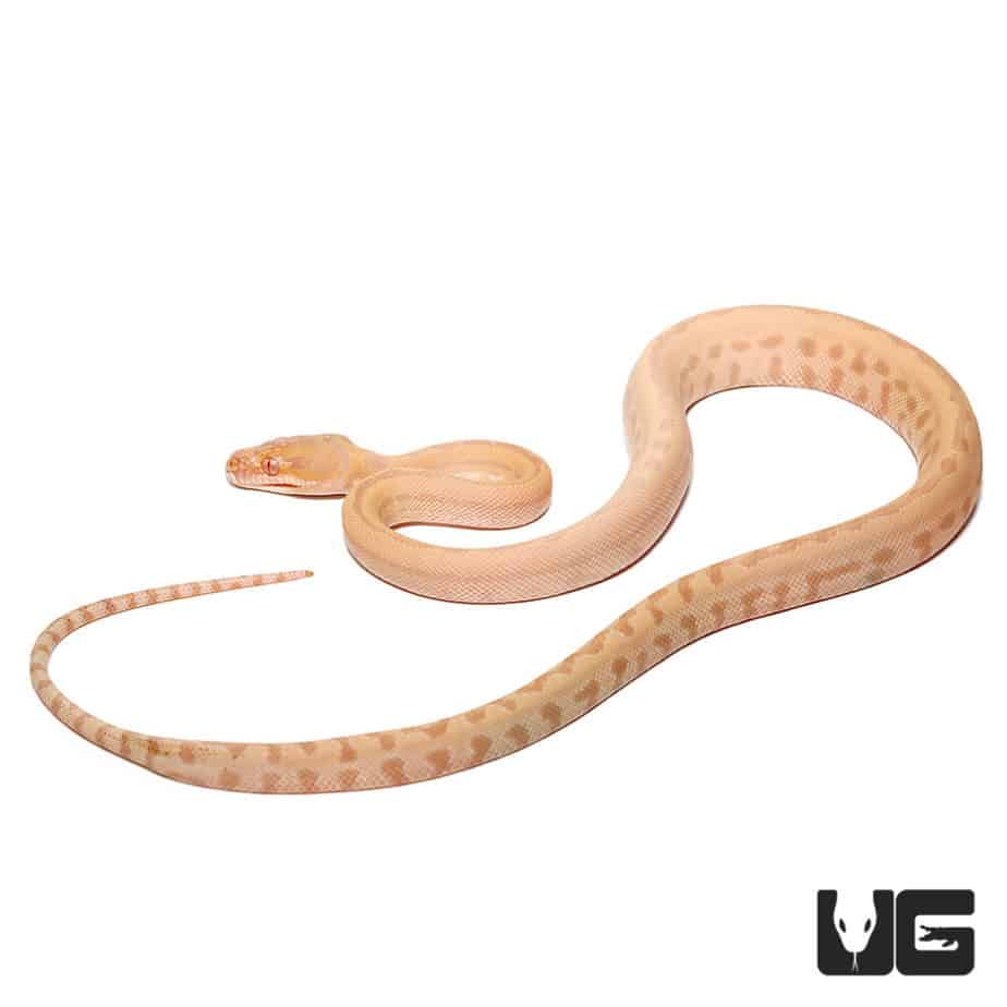 Baby Albino Darwin