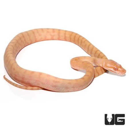 Baby Albino Darwin's Carpet Python For Sale - Underground Reptiles