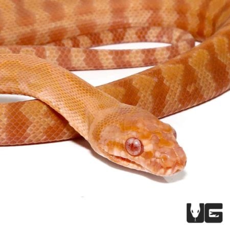 Baby Albino Tiger Darwin's Carpet Python For Sale - Underground Reptiles