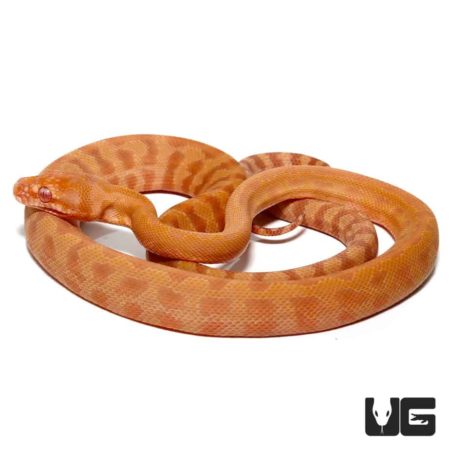 Baby Albino Tiger Darwin's Carpet Python For Sale - Underground Reptiles