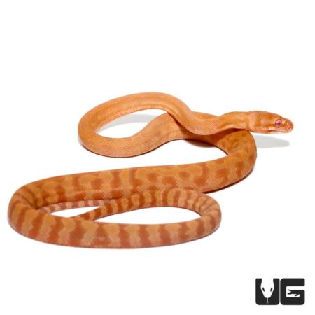 Baby Albino Tiger Darwin's Carpet Python For Sale - Underground Reptiles