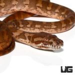 Baby Darwin’s Carpet Python For Sale - Underground Reptiles