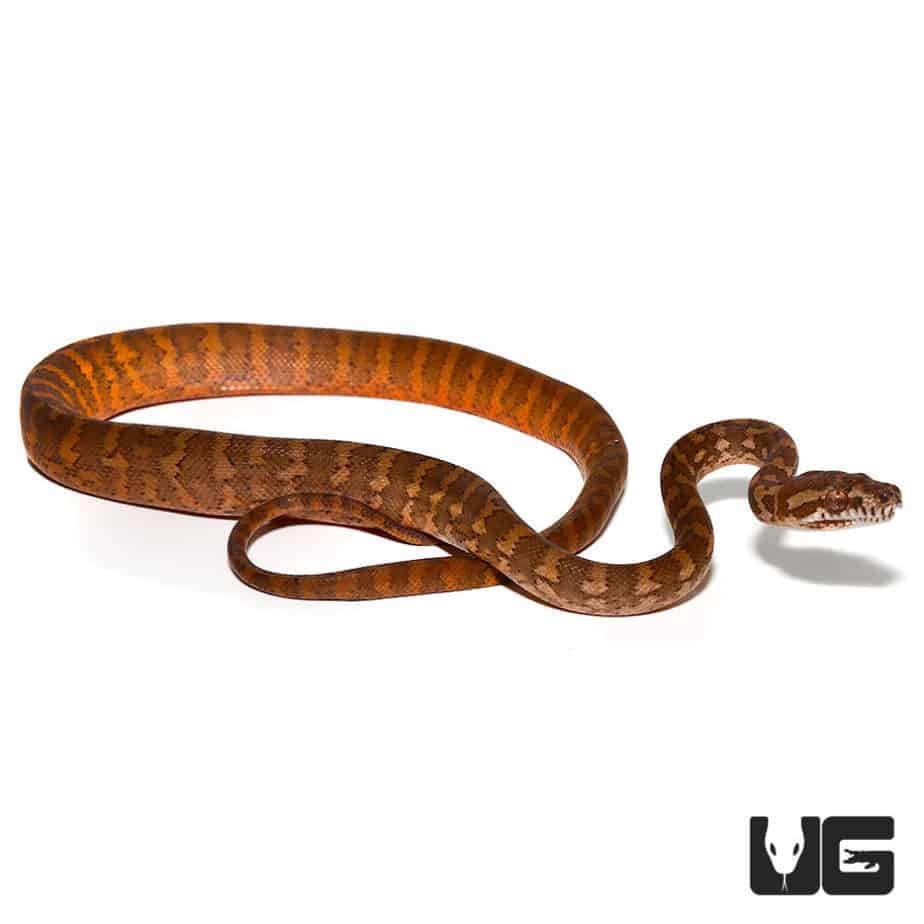 Baby Darwin's Carpet Python Het Albino Underground Reptiles