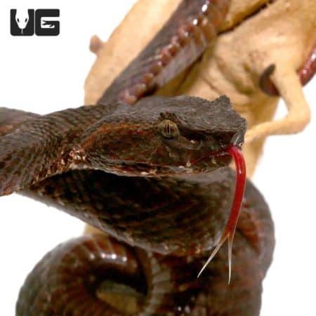 Javan Flat Nose Pit Viper For Sale - Underground Reptiles