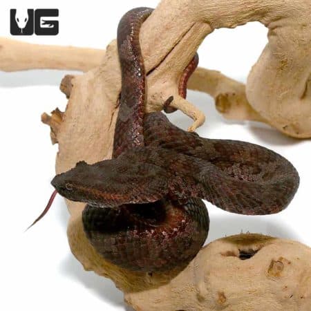 Javan Flat Nose Pit Viper For Sale - Underground Reptiles