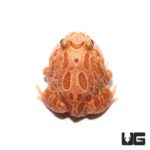 Raspberry Pacman Frog For Sale - Underground Reptiles