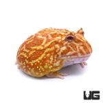Raspberry Pacman Frog For Sale - Underground Reptiles