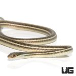 Ribbon Snakes For Sale - Underground Reptiles