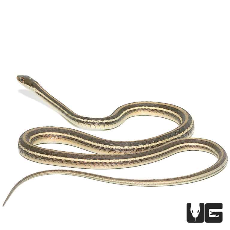 Ribbon Snakes For Sale - Underground Reptiles