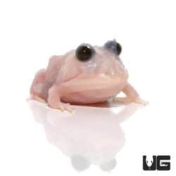 Mutant Snow White Pacman Frogs for sale - Underground Reptiles