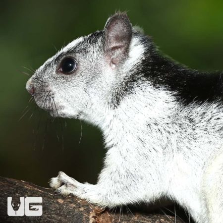 Variegated Squirrel For Sale - Underground Reptiles
