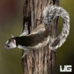 Variegated Squirrel For Sale - Underground Reptiles