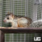 Variegated Squirrel For Sale - Underground Reptiles