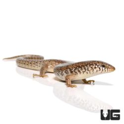 Ocellated Skink For Sale - Underground Reptiles