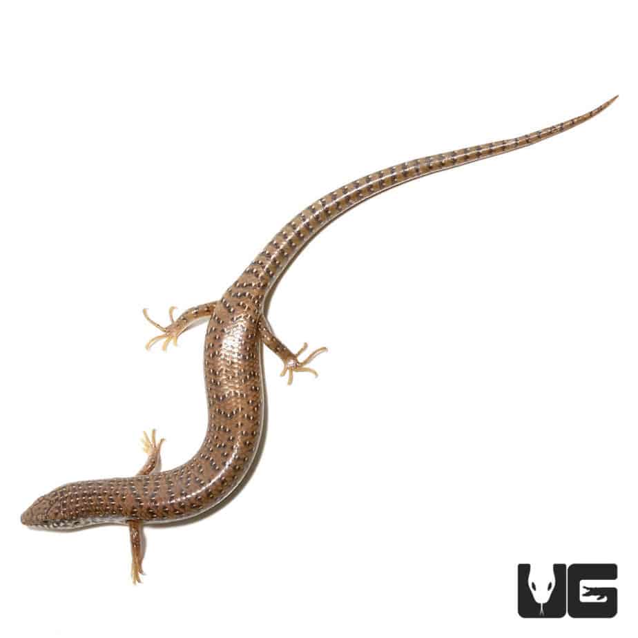 Skinks For Sale Underground Reptiles