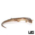 Ocellated Skink For Sale - Underground Reptiles