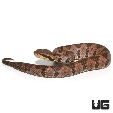 Olmecan Pit Viper For Sale - Underground Reptiles