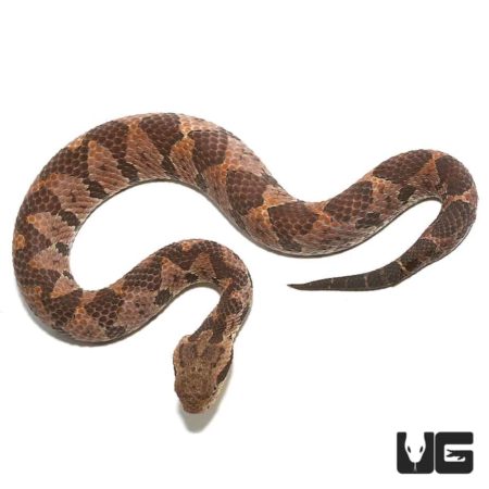 Olmecan Pit Viper For Sale - Underground Reptiles