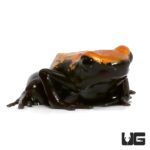 Orange Splash Back Dart Frogs For Sale - Underground Reptiles