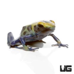 Patricia Tinctorius Dart Frogs For Sale - Underground Reptiles