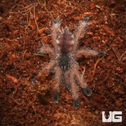 Peruvian Pinktoe Tarantula For Sale - Underground reptiles