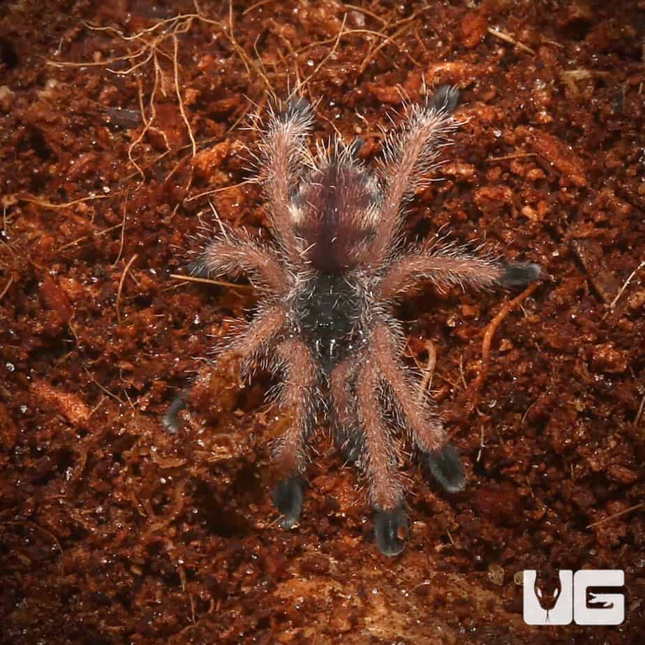 Peruvian Purple Pinktoe Tarantula For Sale - Underground reptiles