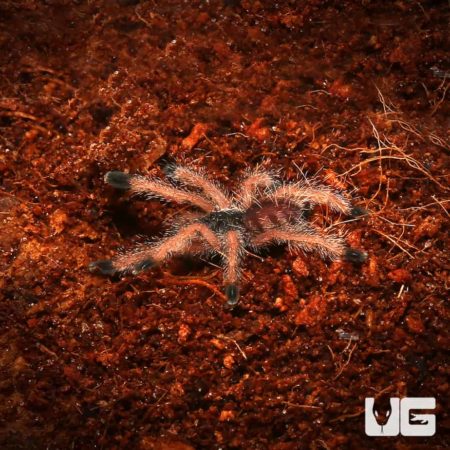 Peruvian Pinktoe Tarantula For Sale - Underground reptiles