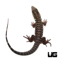 Baby Pink Panther Tegu for Sale - Underground Reptiles