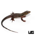 Baby Pink Panther Tegu for Sale - Underground Reptiles