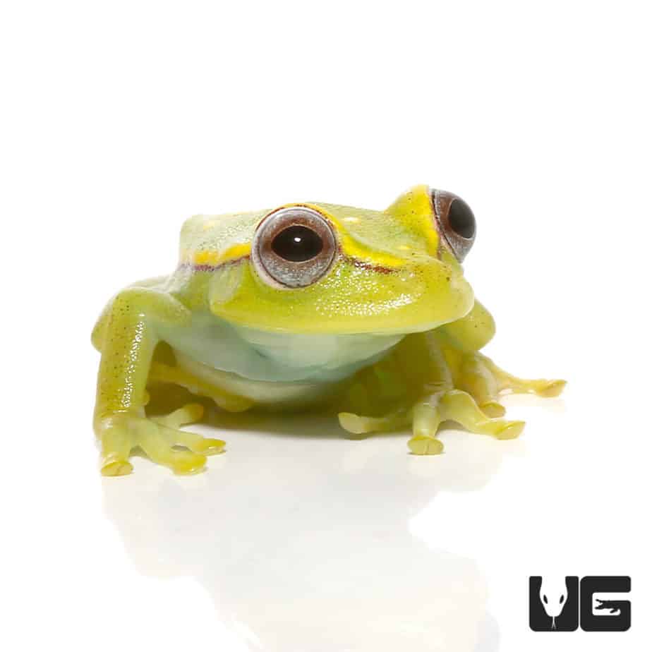 Polka Dot Tree Frog (Hypsiboas punctatus) For Sale Underground Reptiles