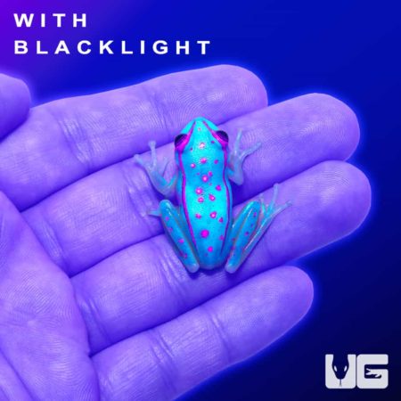 Polka Dot Tree Frog For Sale - Underground Reptiles