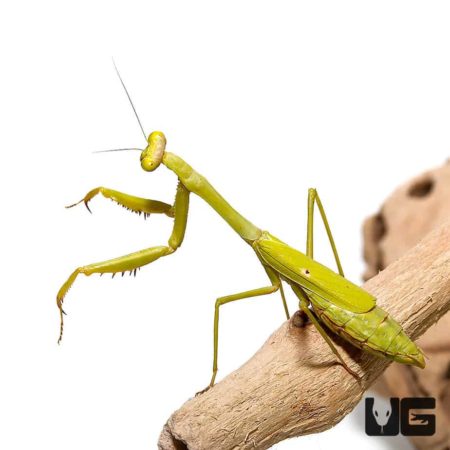 Praying mantis perched on a branch, showcasing its green body and distinctive posture.