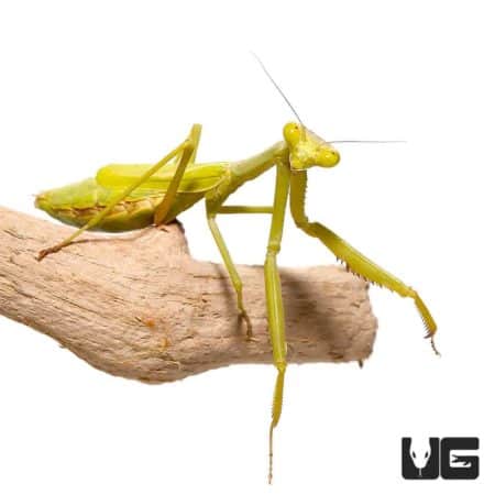 Praying mantis on a branch, showcasing its green body and distinctive posture.