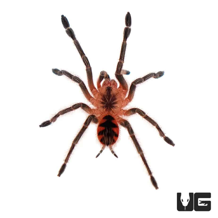 Purple Starburst Birdeater Tarantula (Pamphobeteus machala) For Sale