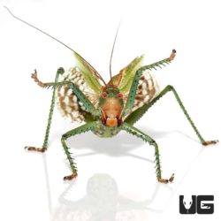 Red Eyed Katydid For Sale - Underground Reptiles