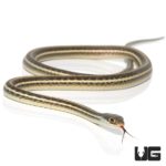 Ribbon Snakes For Sale - Underground Reptiles