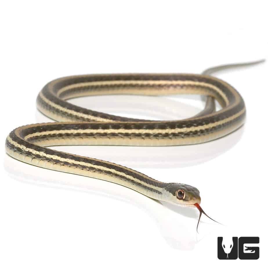 Ribbon Snakes For Sale Underground Reptiles