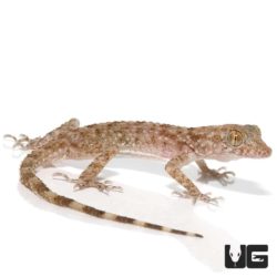Rough Tailed Gecko For Sale - Underground Reptiles