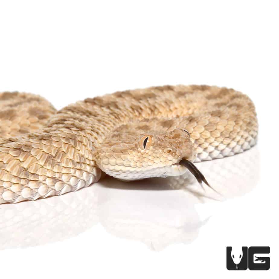 Venomous Snakes & Lizards For Sale - Underground Reptiles