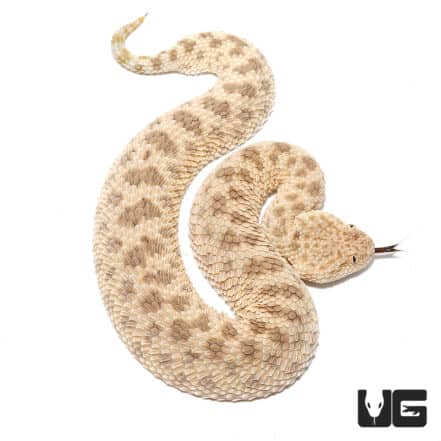 Venomous Snakes & Lizards For Sale - Underground Reptiles