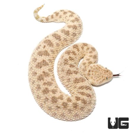 Saharan Sand Viper For Sale - Underground Reptiles