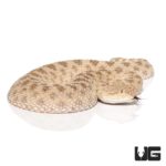 Saharan Sand Viper For Sale - Underground Reptiles