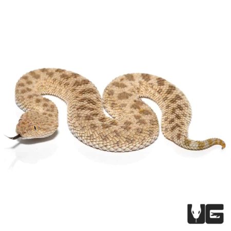 Saharan Sand Viper For Sale - Underground Reptiles