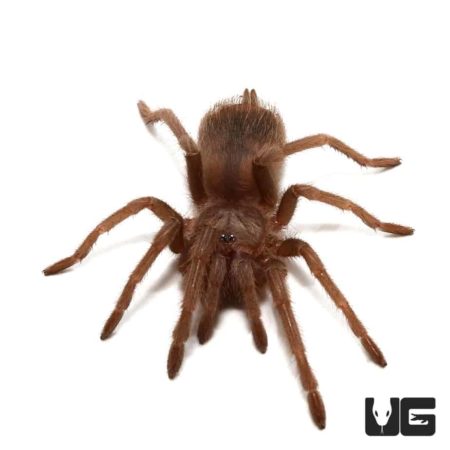Salmon Pink Birdeater Tarantula For Sale - Underground Reptiles