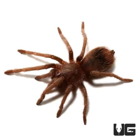 Salmon Pink Birdeater Tarantula For Sale - Underground Reptiles