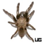 Skeleton Leg Tarantula For Sale - Underground Reptiles