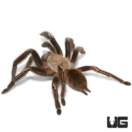 Skeleton Leg Tarantula (2 - 3'') - Underground Reptiles