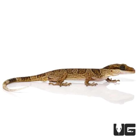 Solomon Island Banded Palm Geckos For Sale - Underground Reptiles