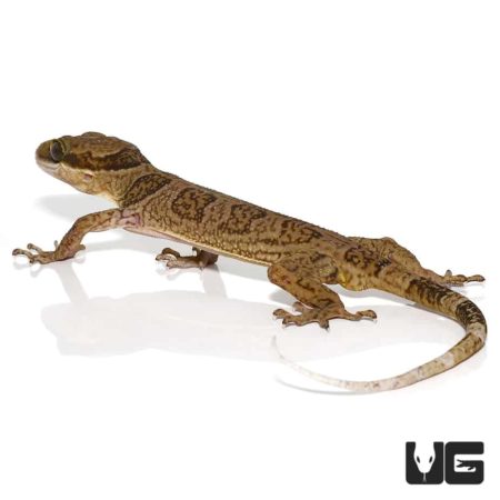 Solomon Island Banded Palm Geckos For Sale - Underground Reptiles